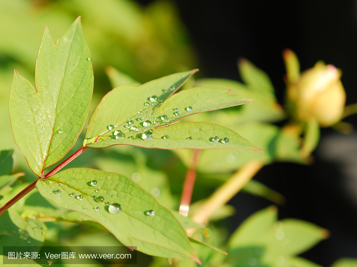 自然,选择对焦,水,留白