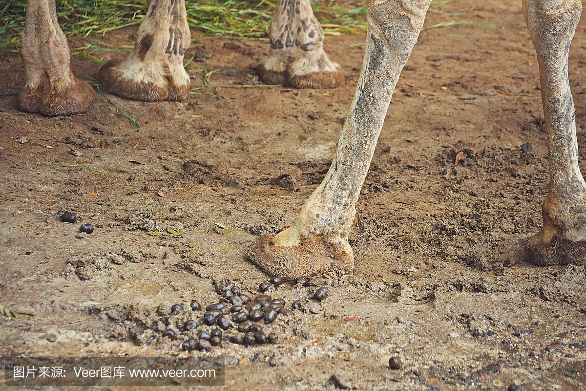 骆驼腿脚与便便和小便在地上强烈的气味的概念