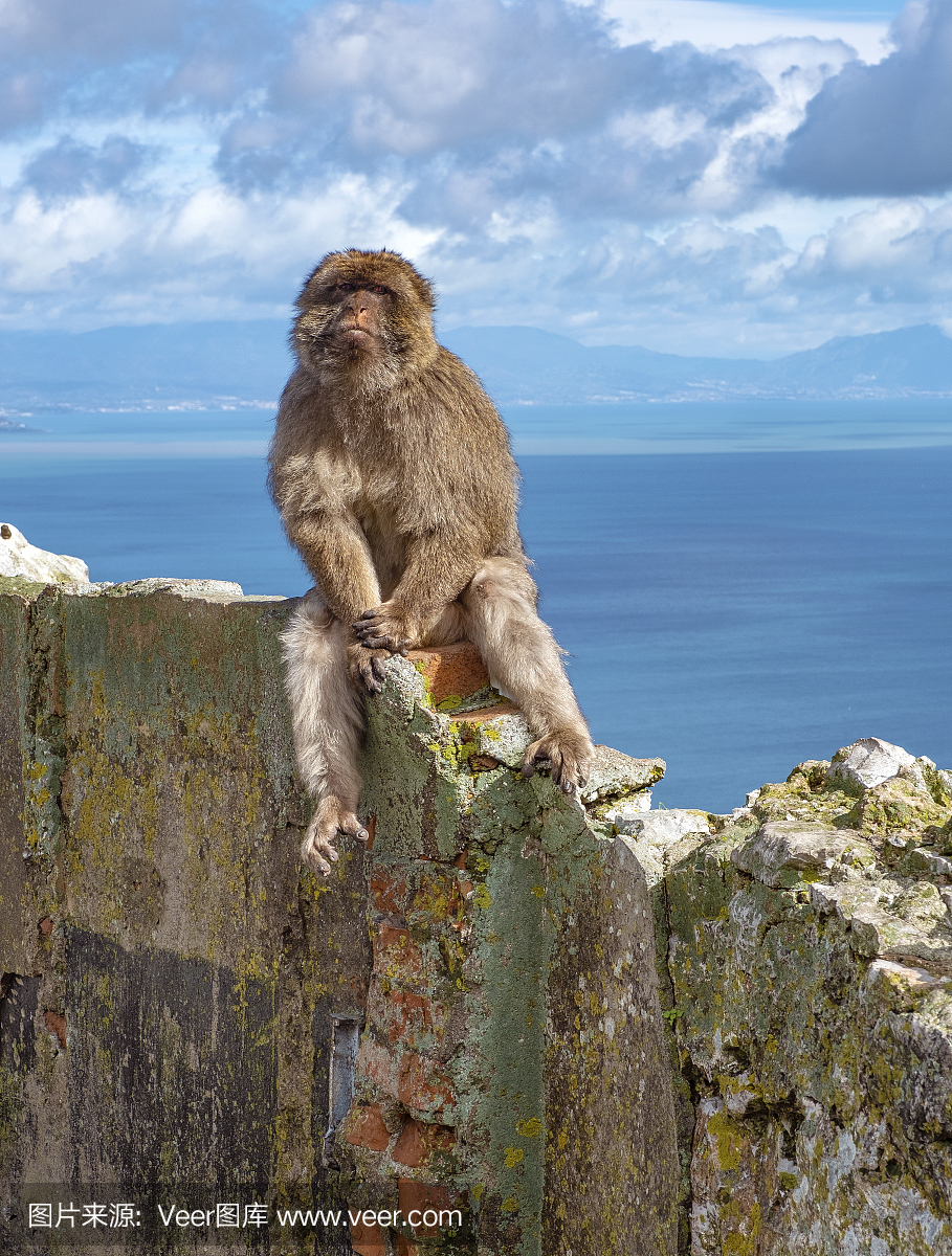 垂直画幅,国家公园,直布罗陀,猴子