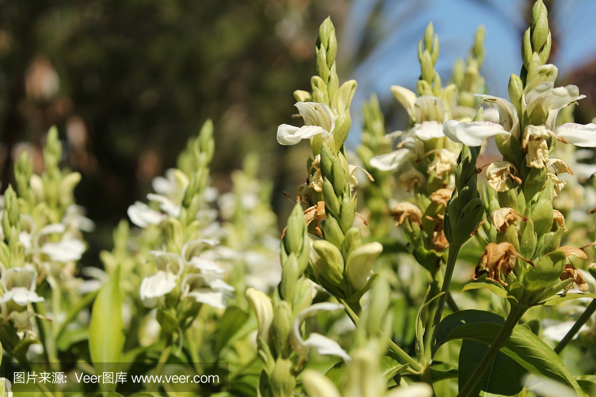 大西洋群岛,亚特兰大岛屿,大西洋诸岛,替代医药