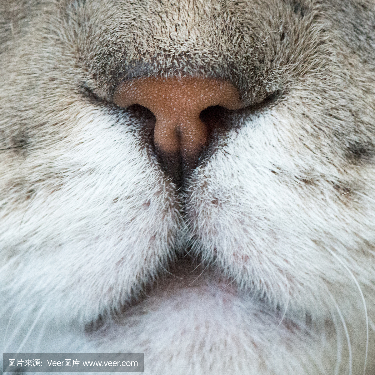 极端特写的猫鼻子