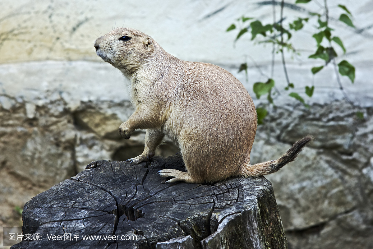 宠物动物园,宠物园,旱獭,土拨鼠
