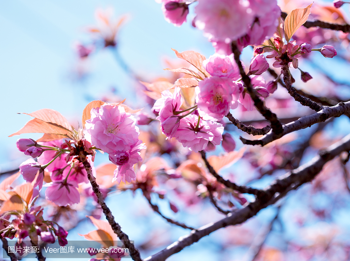 开花,开花日本樱花树,开花的樱花树 - 美丽开花