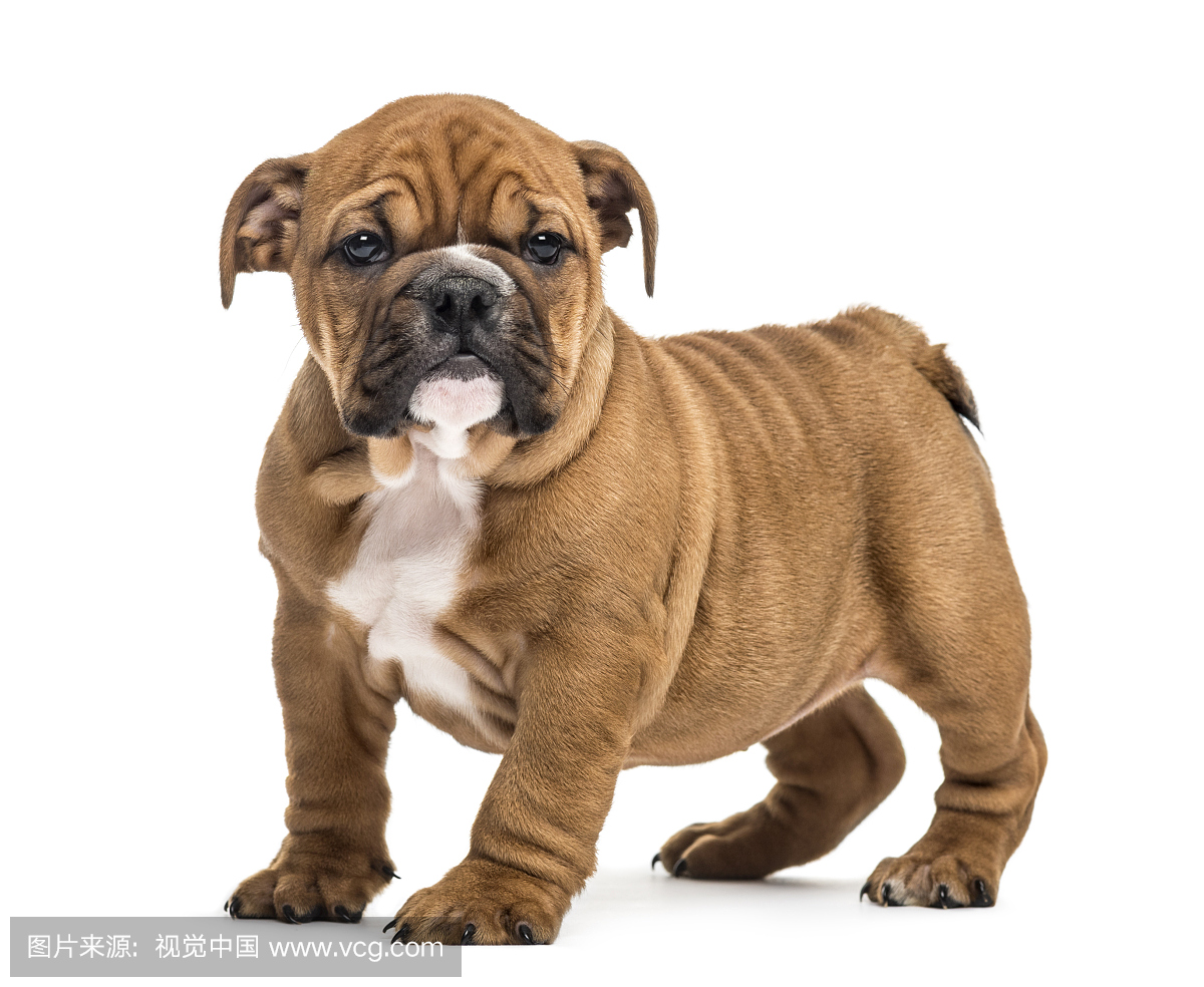 Bulldog puppy standing, isolated on white back