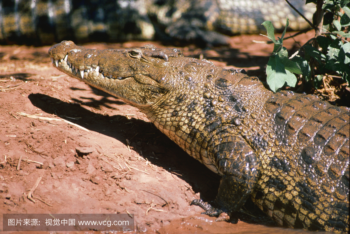 尼罗鳄,尼禄鳄,南部非洲,档案