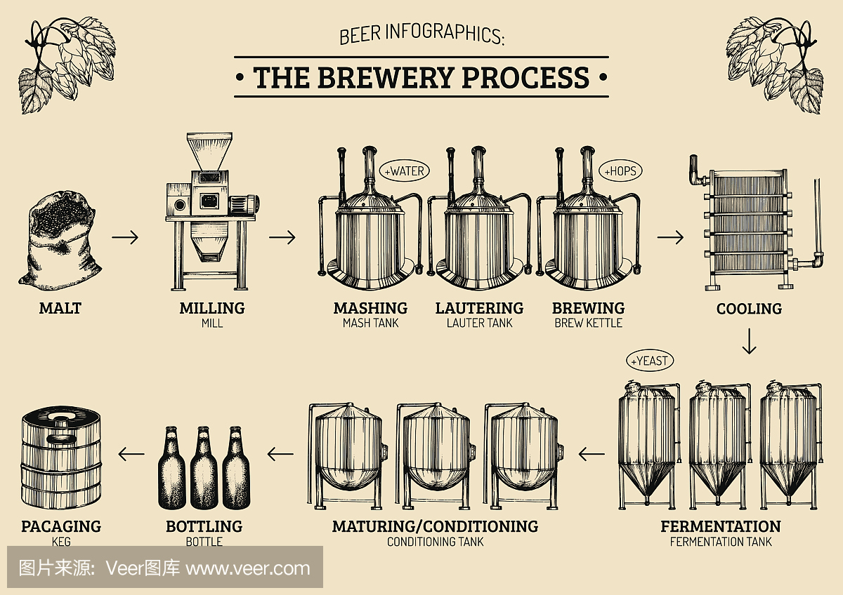 矢量啤酒图表与酿酒工艺的插图。啤酒生产设计