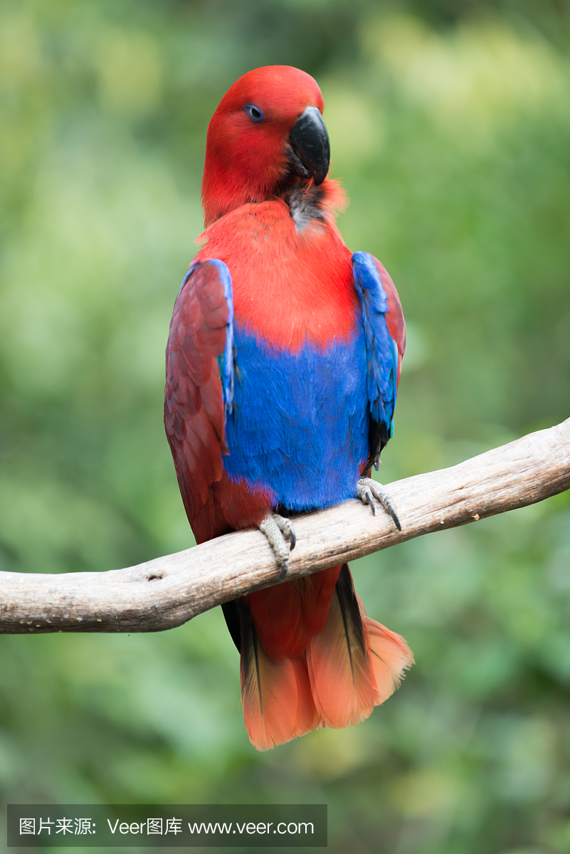 金刚鹦鹉,巴西鹦鹉,紫蓝金刚鹦鹉,巴西鹦鹉鸟