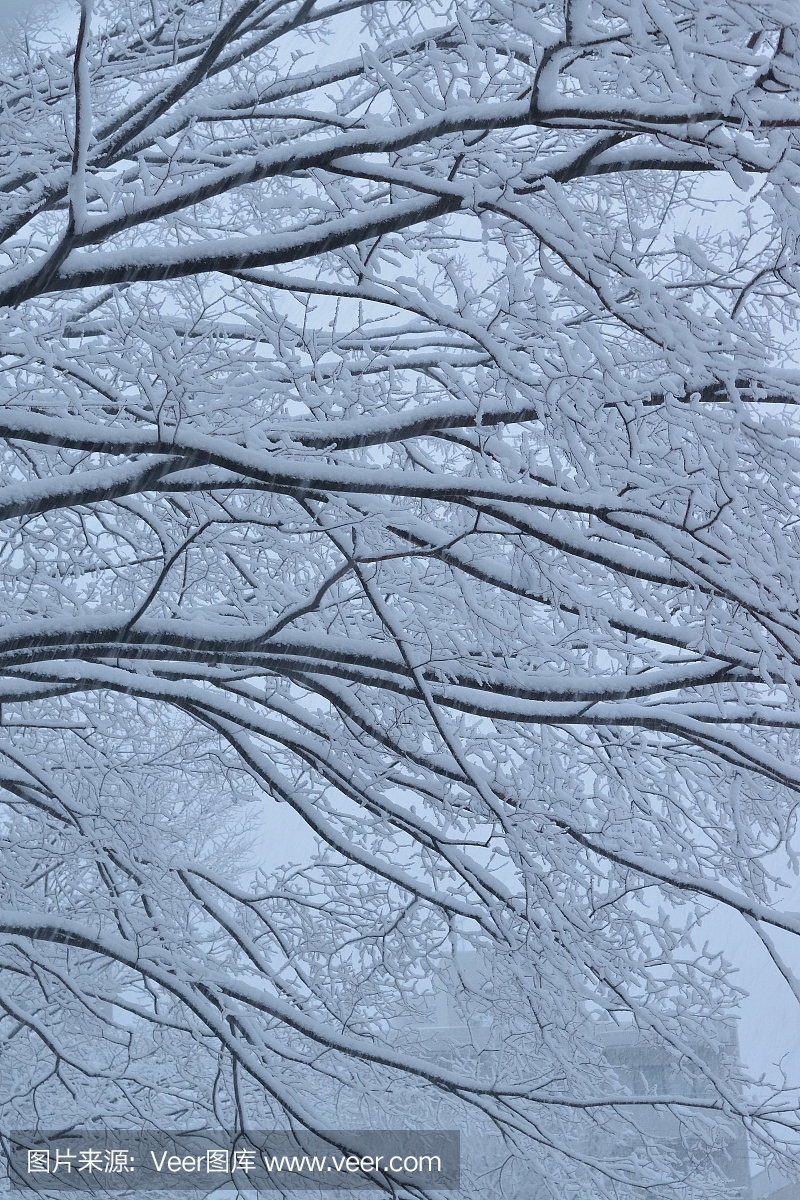 在大雪期间下雪的冬天树风景