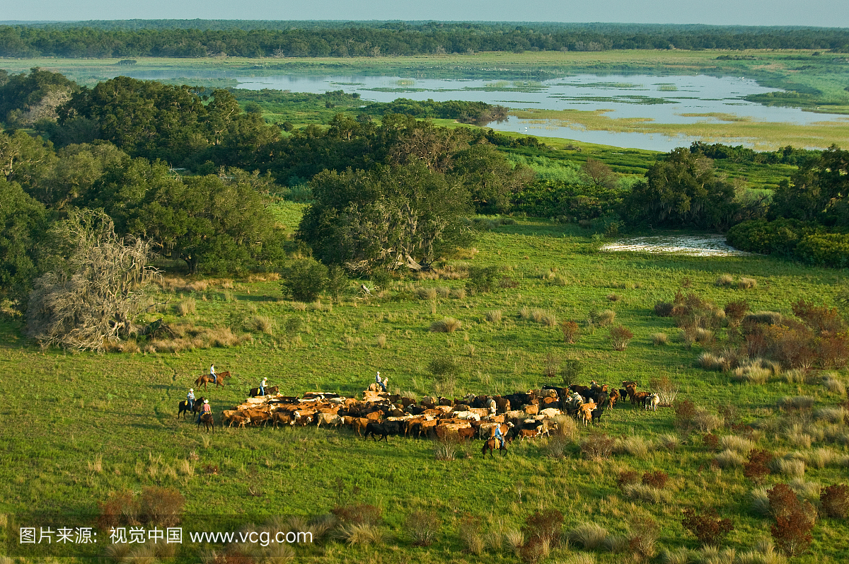 佛罗里达州的牛只在大沼泽地上游的基西米湖附