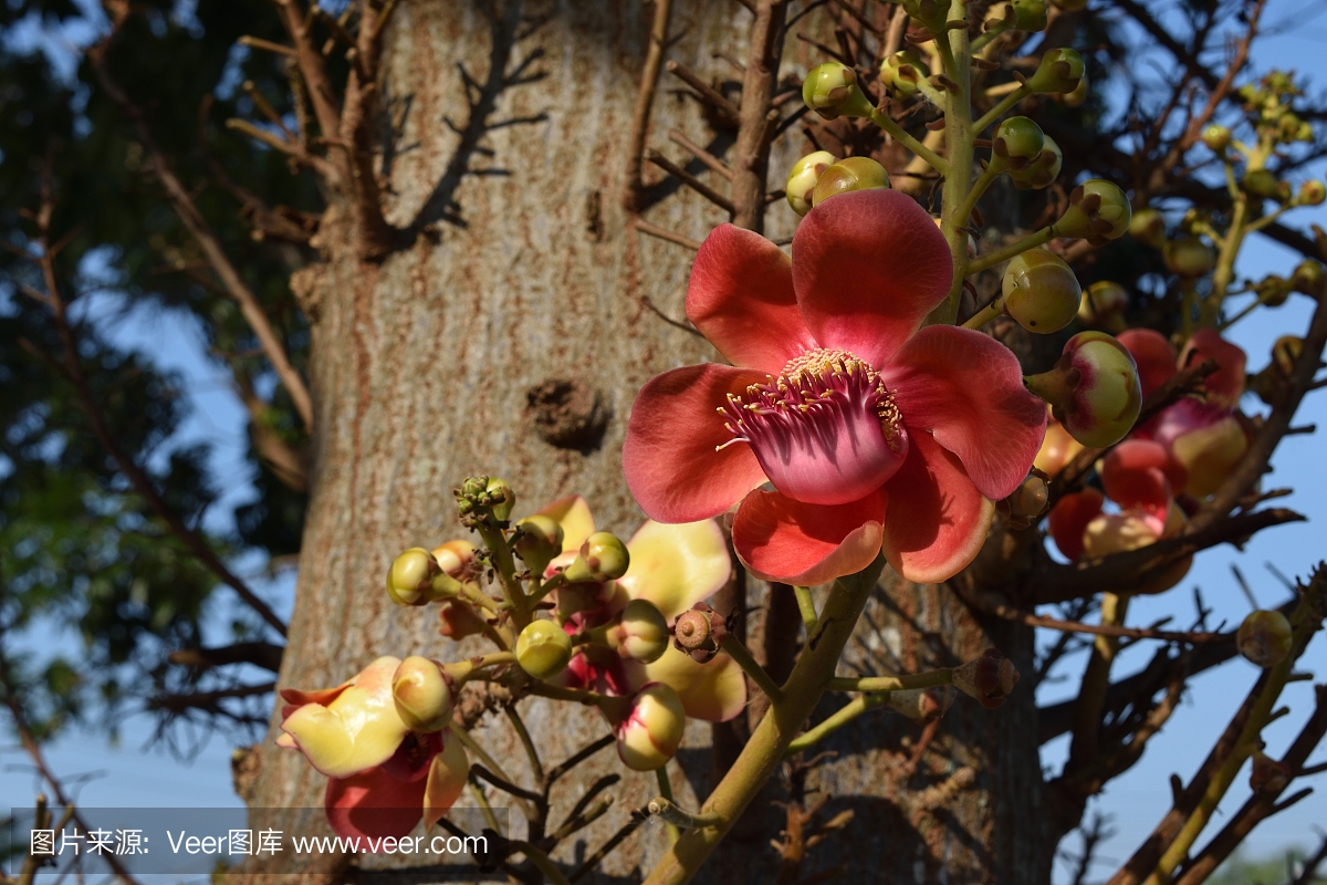 美,水平画幅,无人,夏天