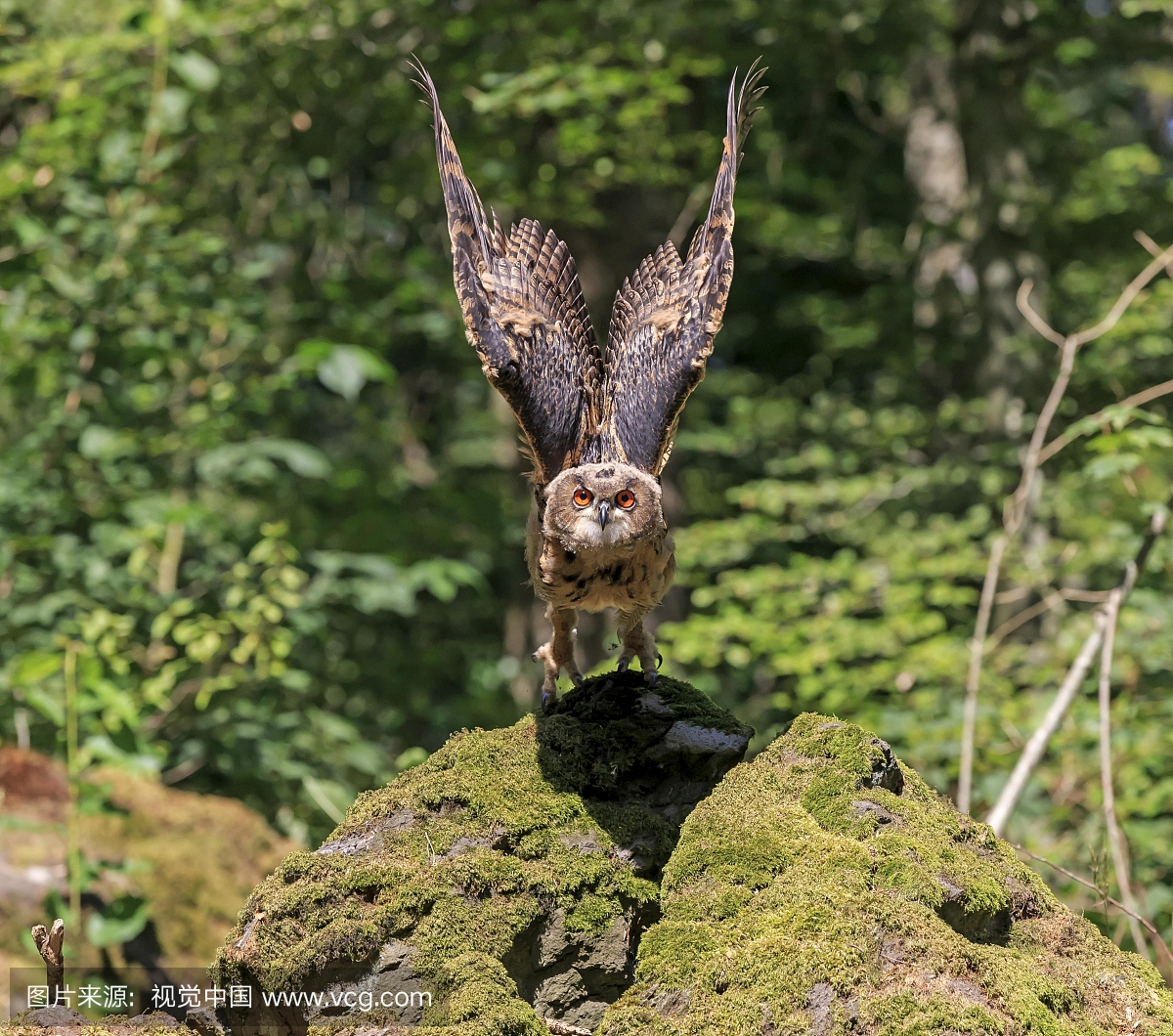 欧亚鹰猫(Bubo bubo),成年人在监视,乘坐飞机,