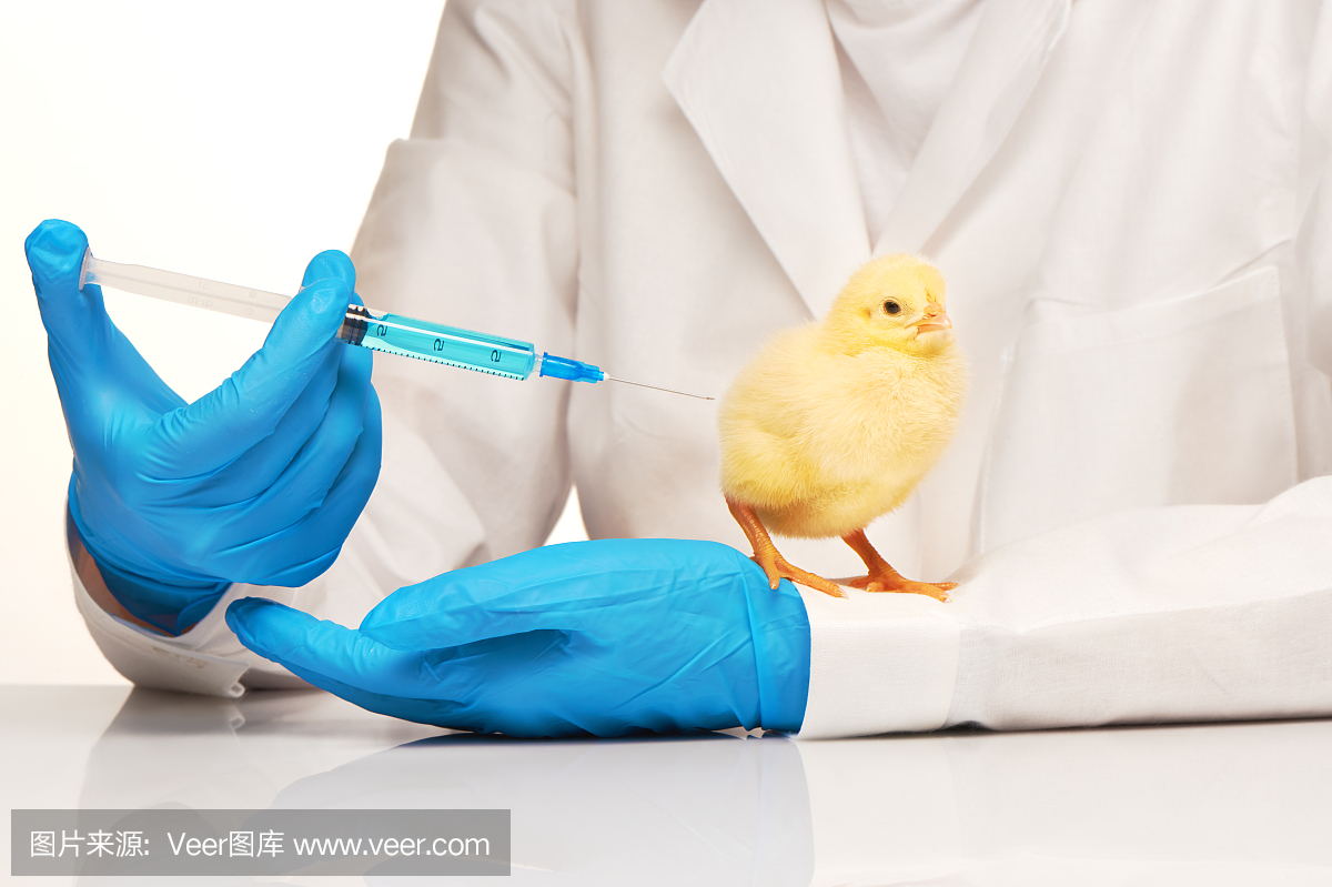 兽医用注射器注射黄鸡