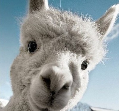 美国草泥马节引发围观 萌羊驼系天生表情帝令-44kb