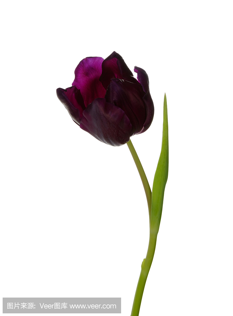 垂直画幅,郁金香,特写,开花时间间隔