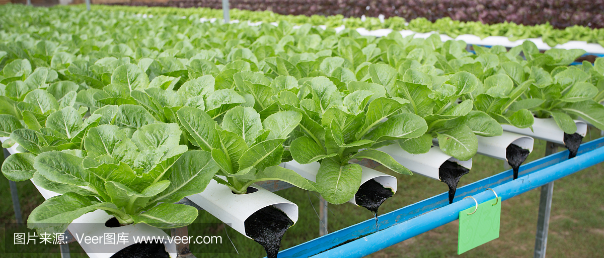 水培生菜生长