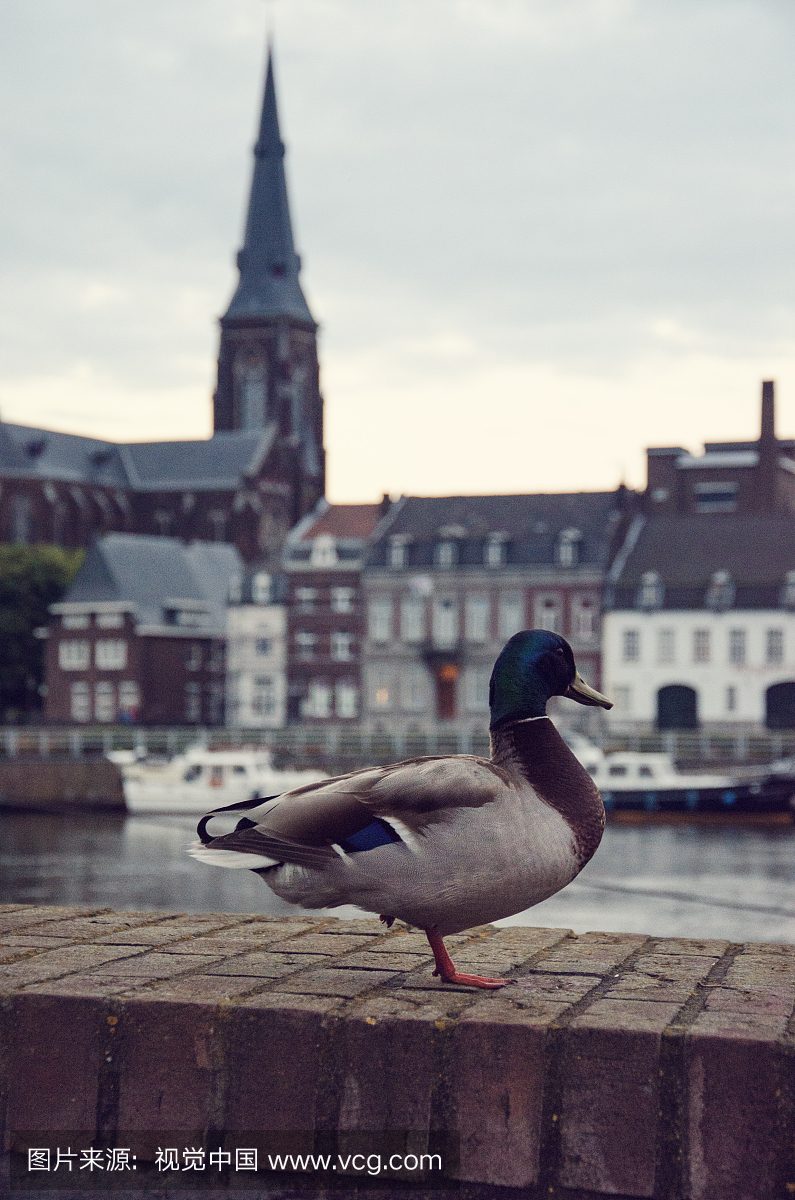 一条鸭子在河边,马斯特里赫特,荷兰