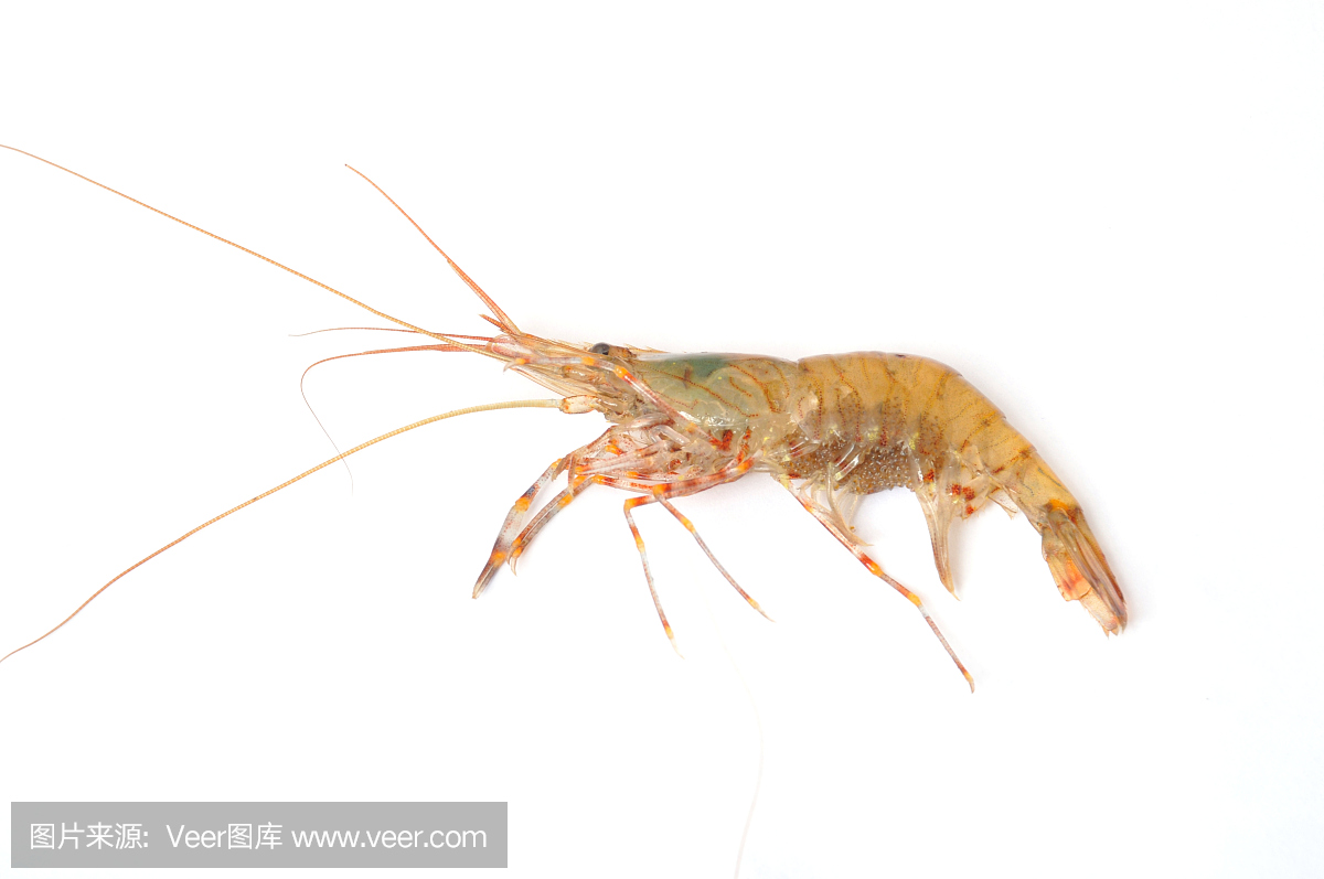 prawn shrimp