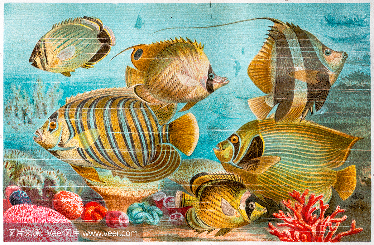 蝴蝶鱼,coralfish和神仙鱼的古色彩的插图