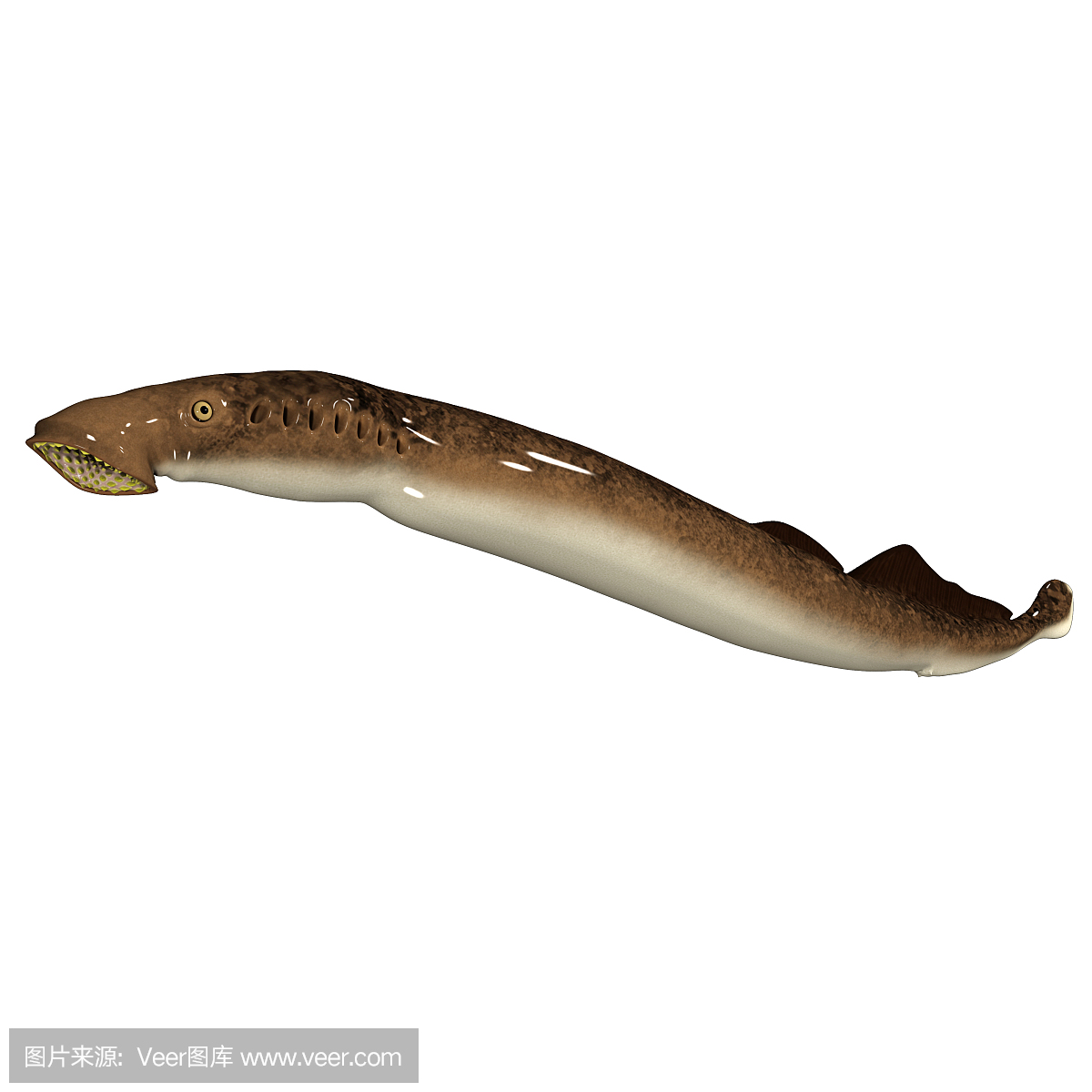 七鳃鳗,八目鳗,吸血动物,吸血的