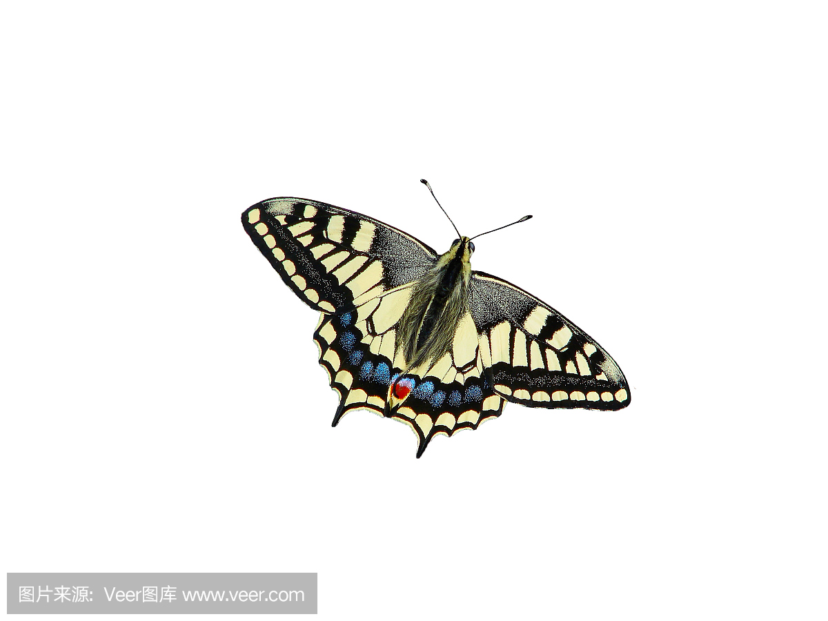 美丽的蝴蝶白色背景 - 一张照片3