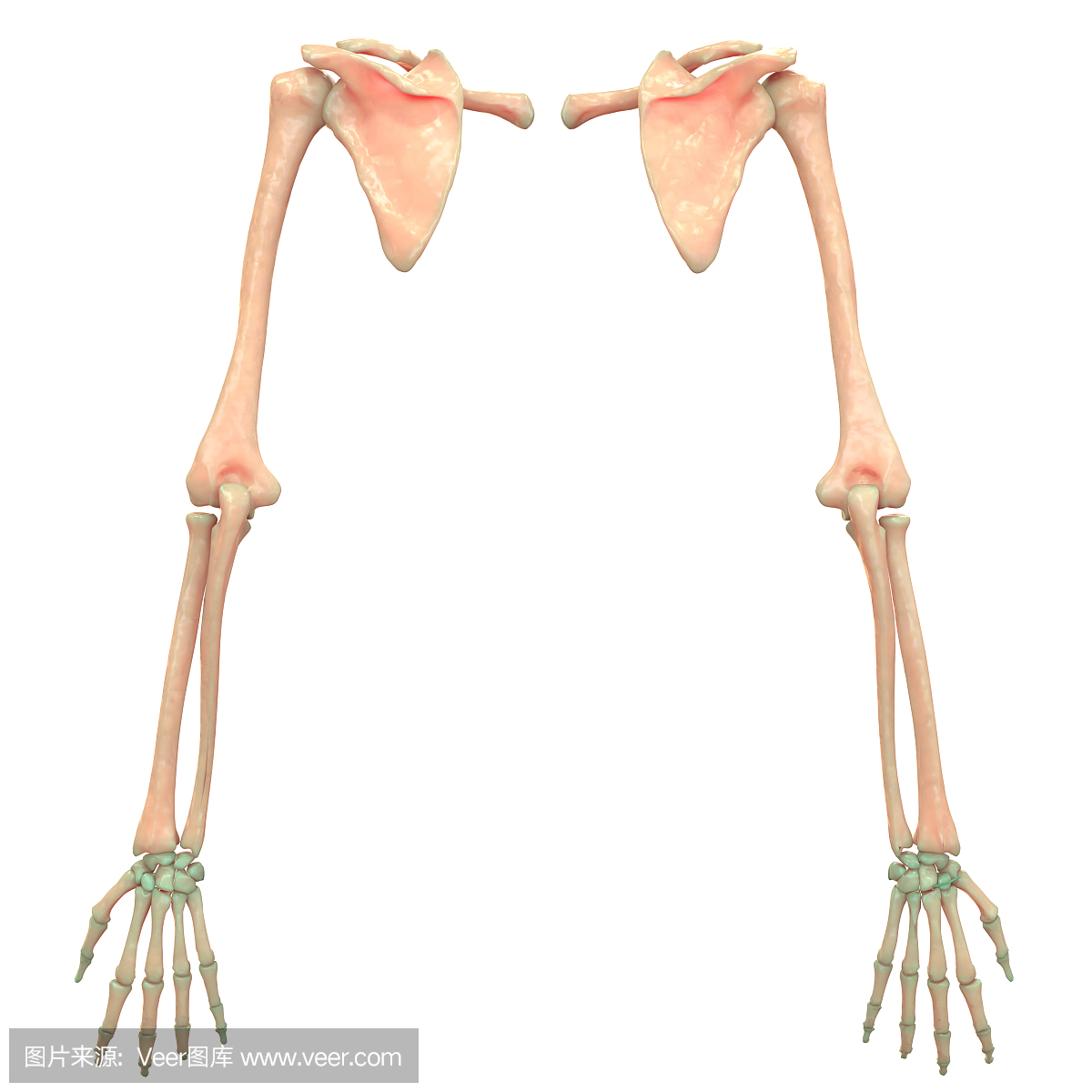 人体骨骼系统上肢解剖学(后视图)