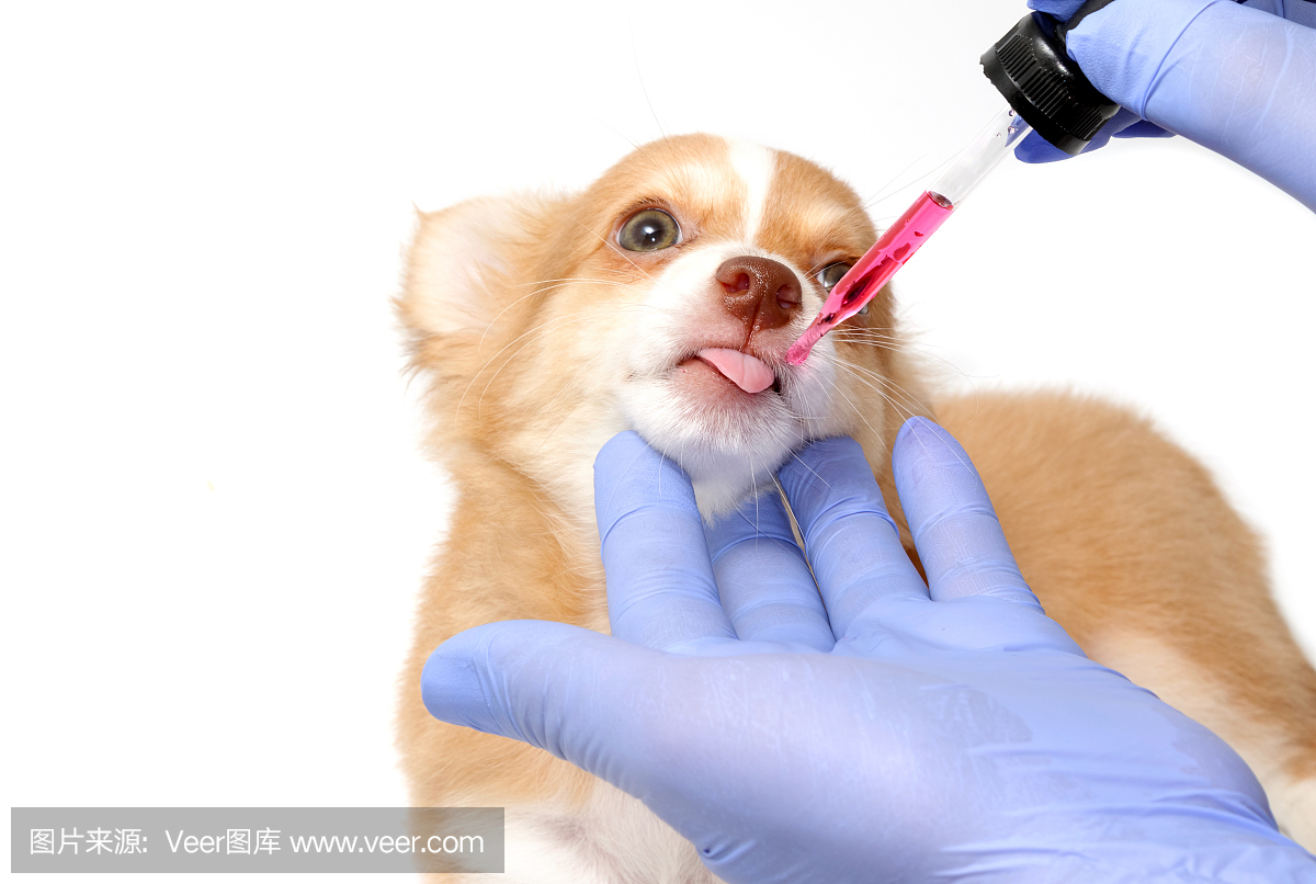 吉娃娃,吉娃娃(一种产于墨西哥的狗),吉娃娃狗