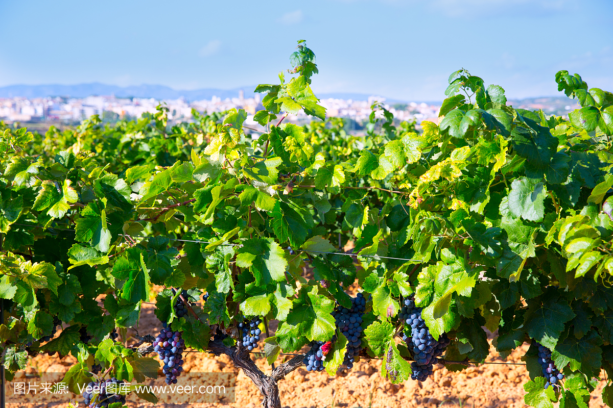 Requena在巴伦西亚省西班牙的一个葡萄酒产区