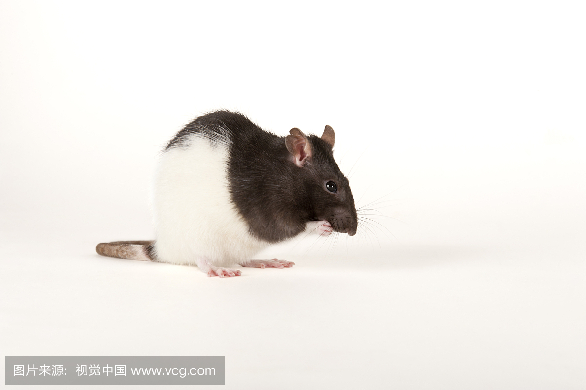 一只挪威老鼠的工作室肖像,Rattus norvegicus。