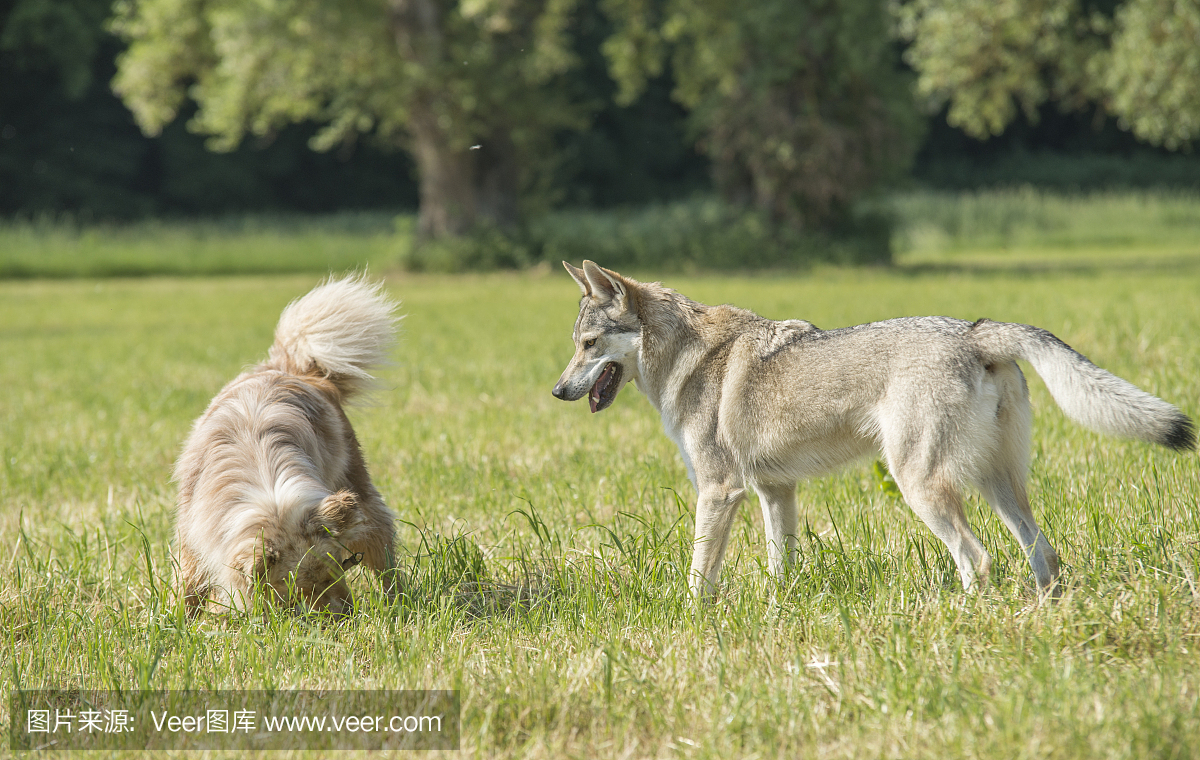 澳大利亚牧羊人和捷克斯洛伐克狼狗一起玩耍。