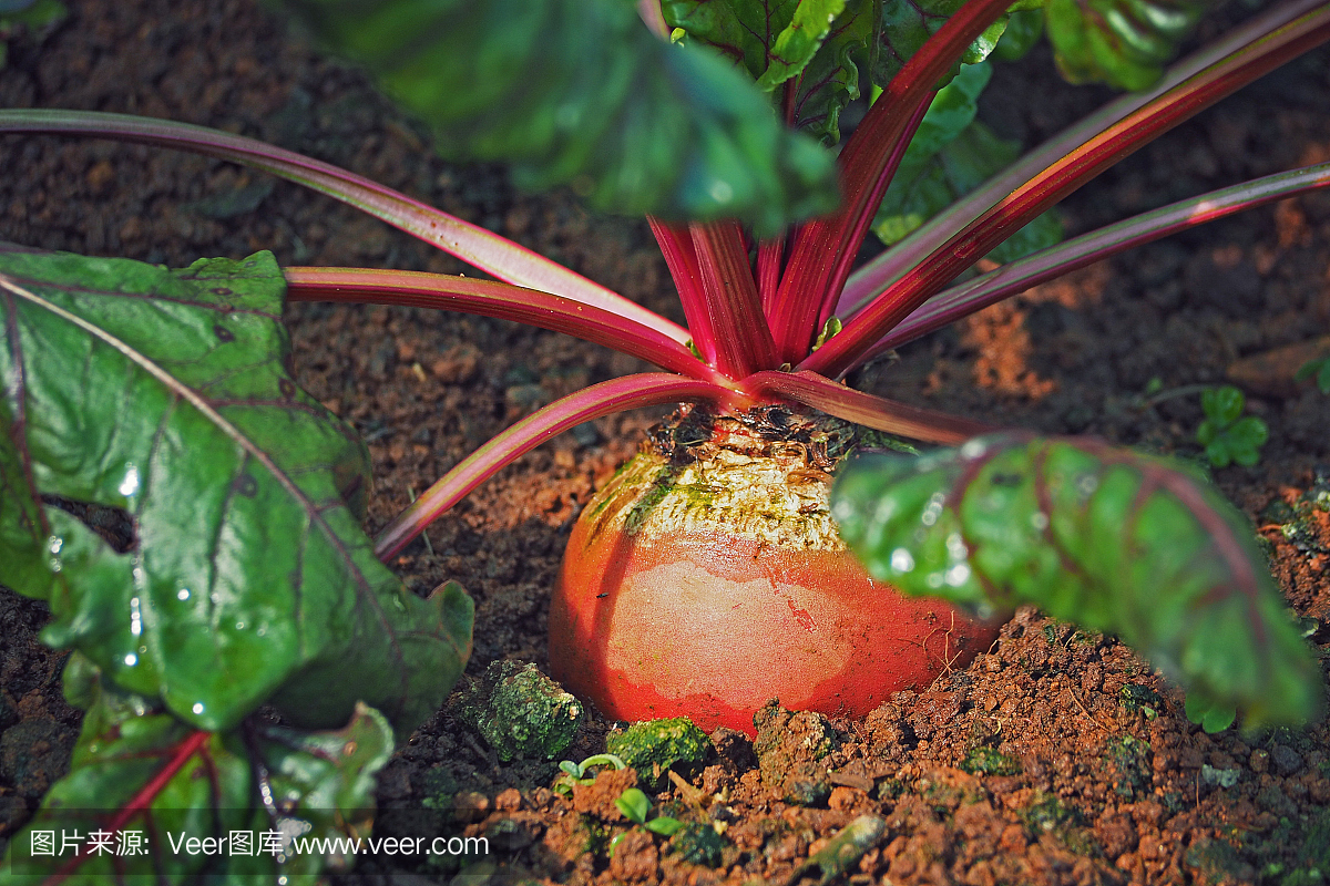 生长在庭院农场里面的地面的红色萝卜