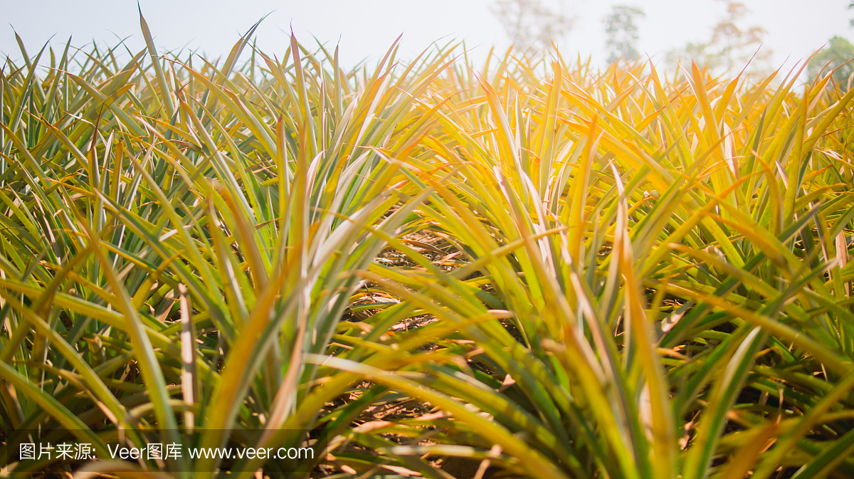 山上的菠萝农业种植园