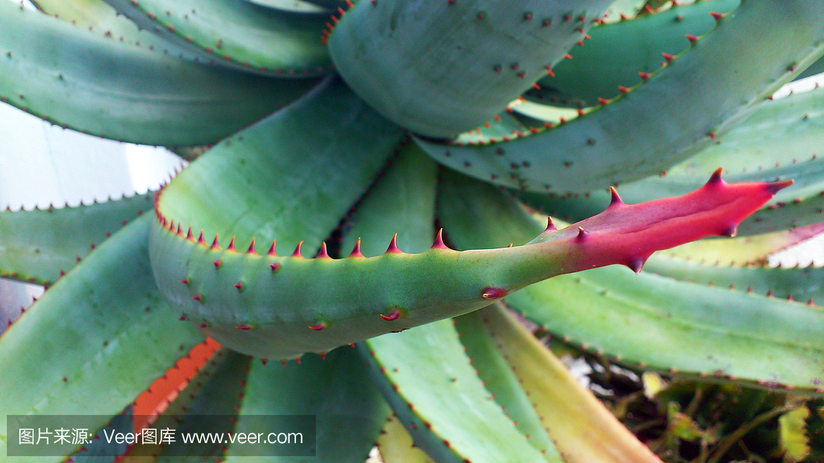 好望角芦荟,开普敦芦荟,龙舌兰仙人掌,龙舌兰仙人球