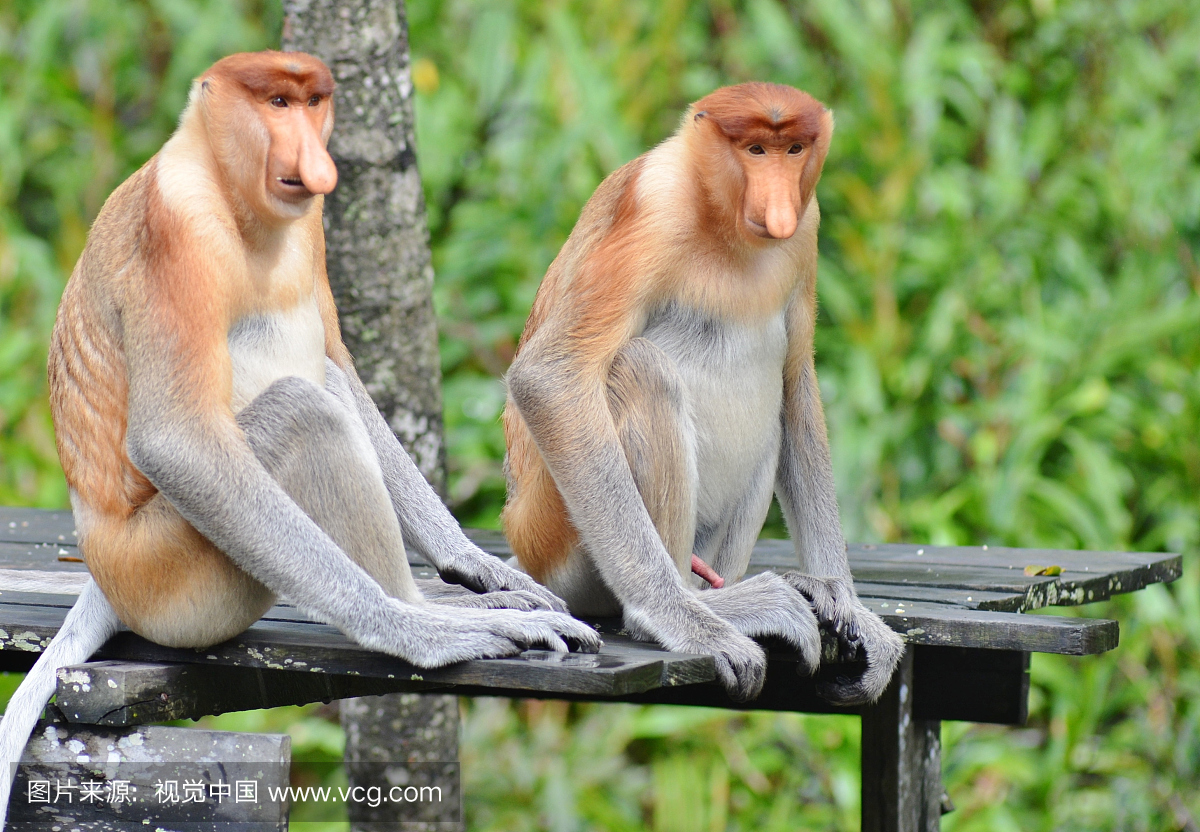 长鼻猴,长鼻子猴,动物主题,野外动物
