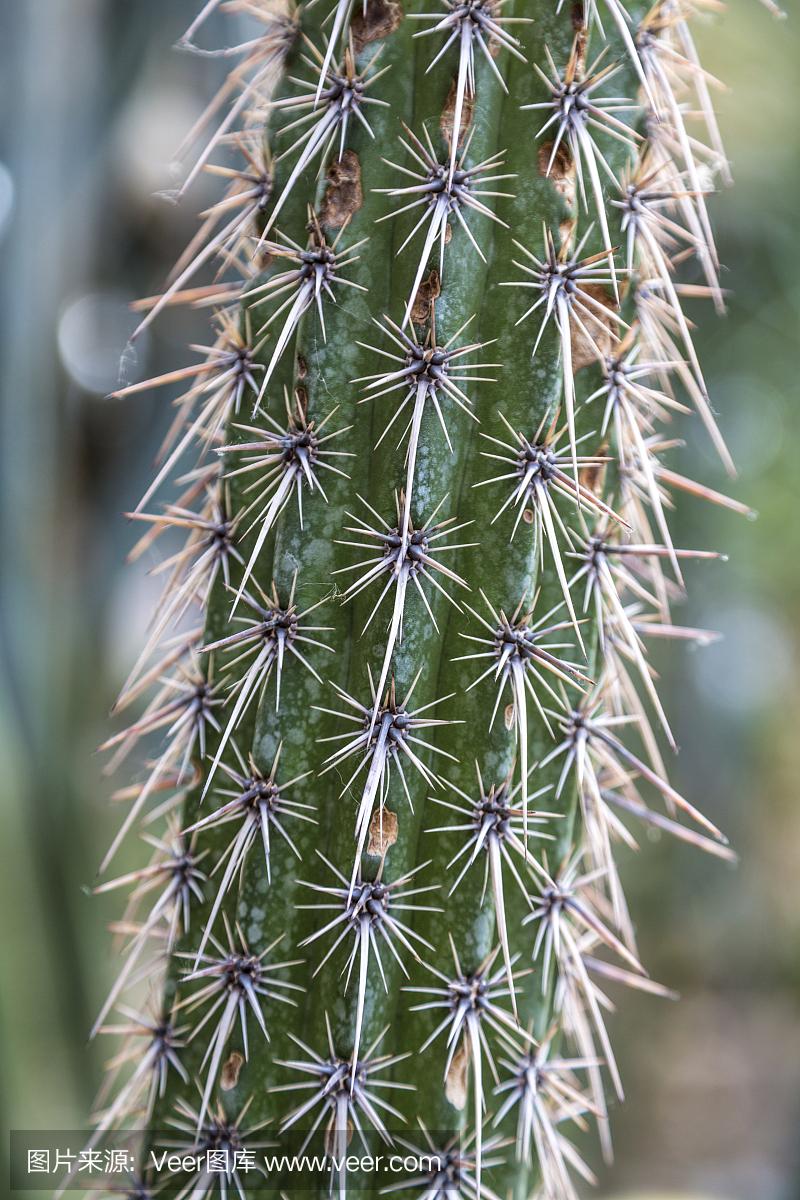 长脚钉的仙人掌特写镜头