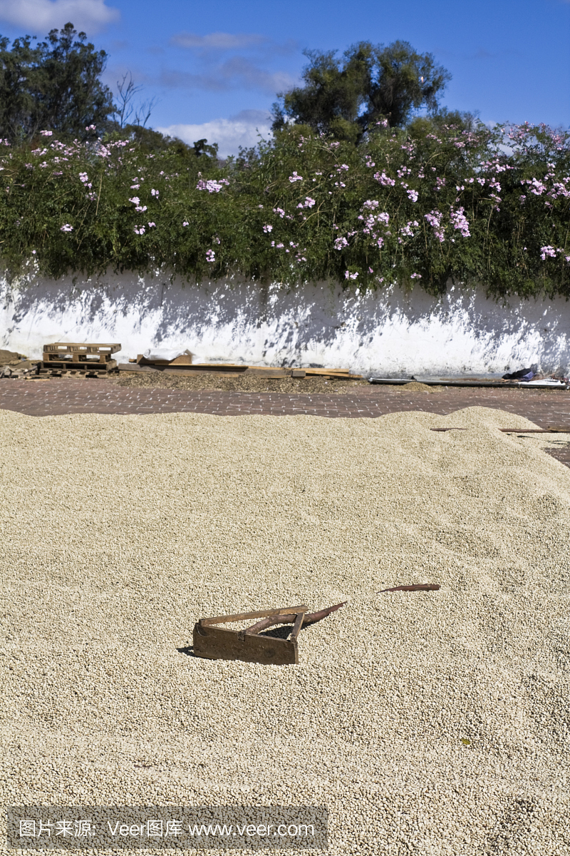 咖啡厂在安提瓜