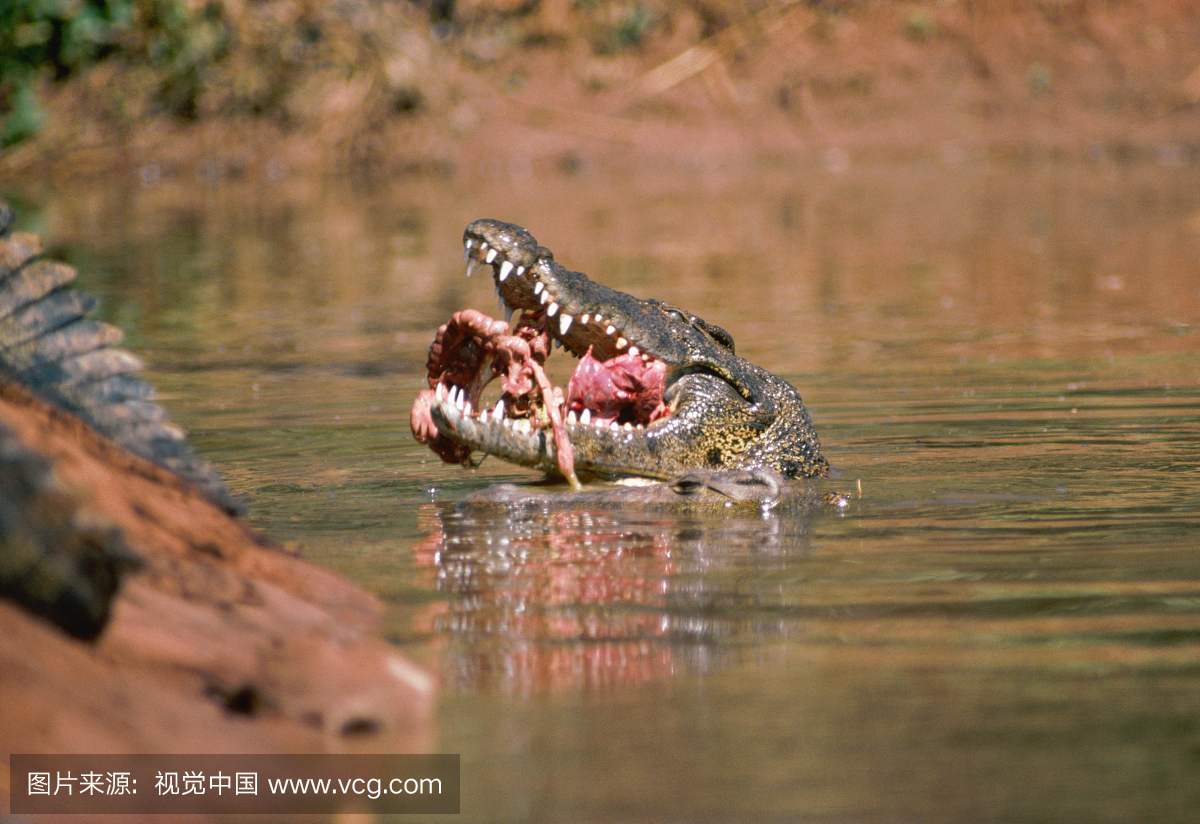 南部非洲,档案,冬天,尼罗鳄