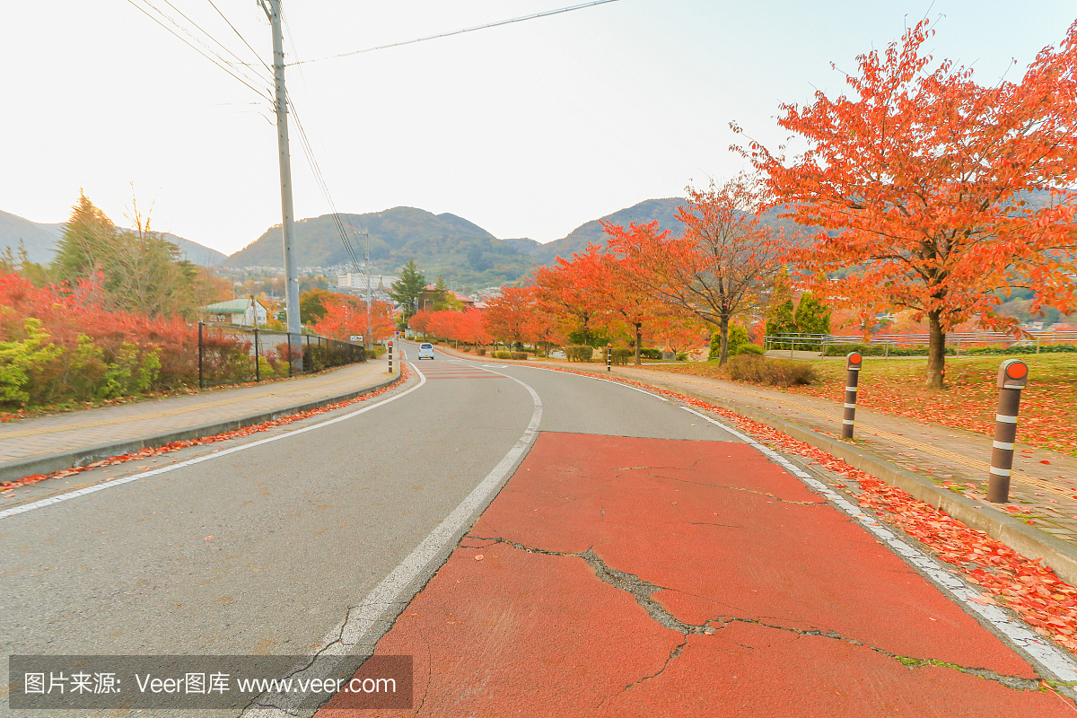 美丽的秋叶在日本长野县的城市公园。