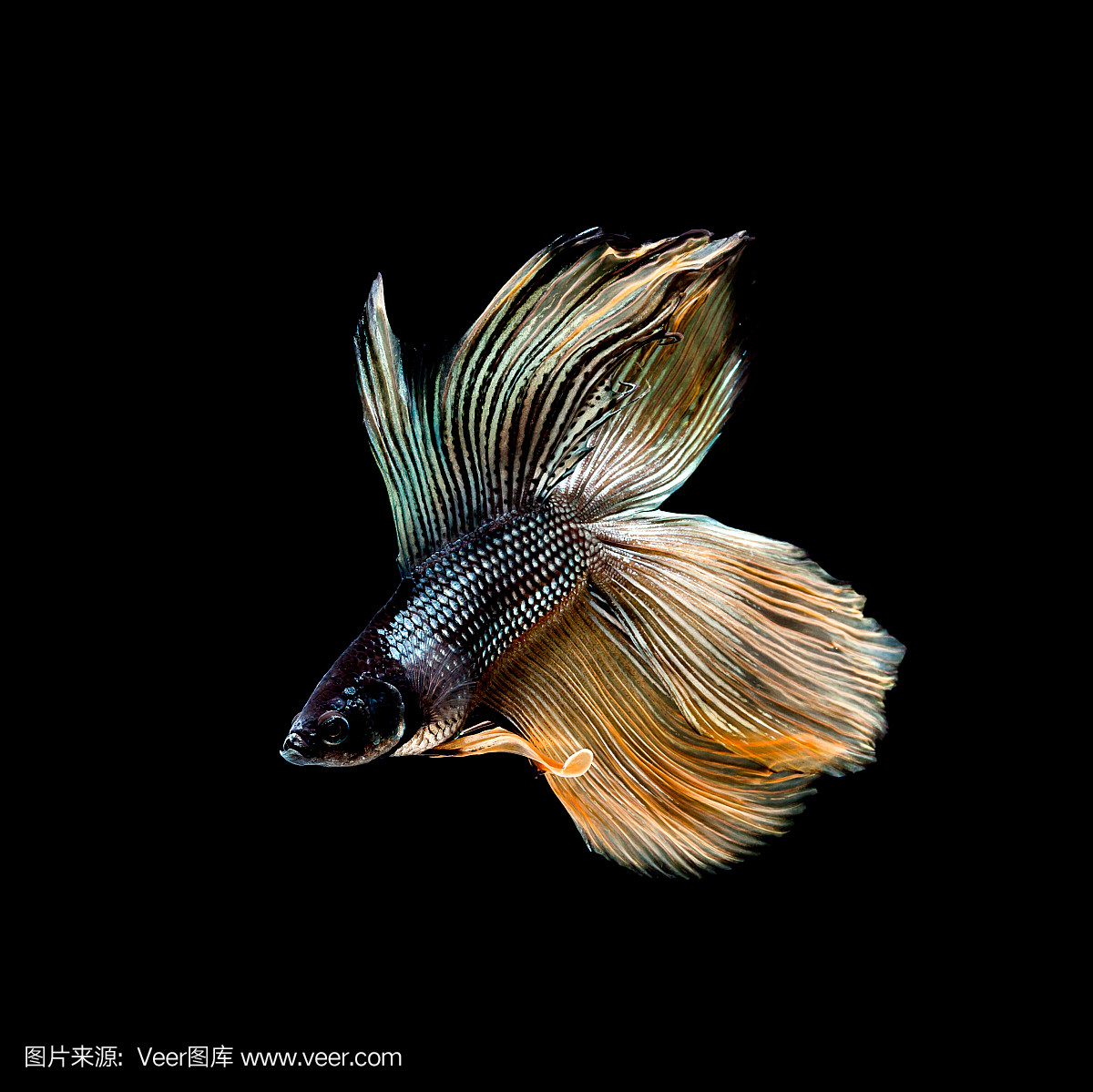斗鱼鱼暹罗斗鱼孤立在黑色背景上的betta sple dens