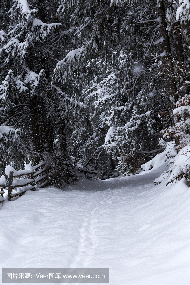 雪覆盖在森林里的小径沿路径分支