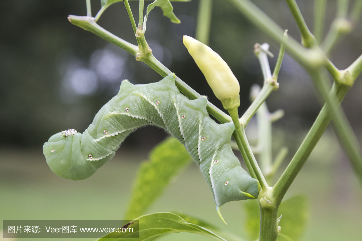 番茄蠕虫吃辣椒