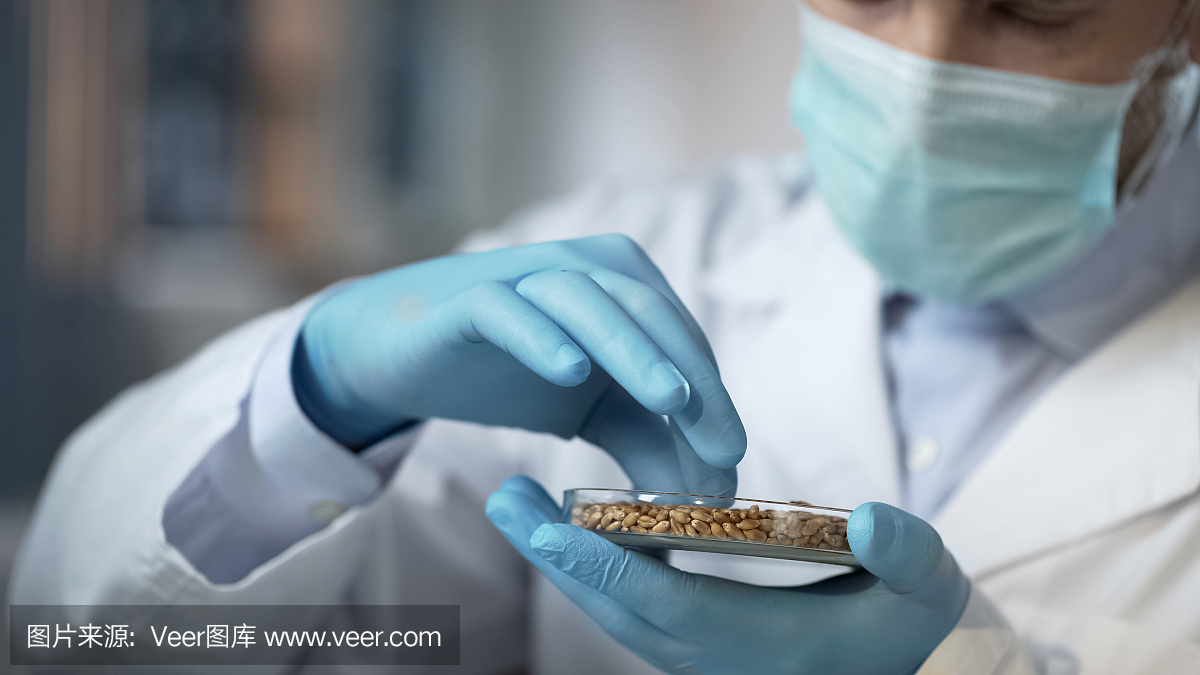 仔细检查出口谷物收获质量的食品实验室工作人