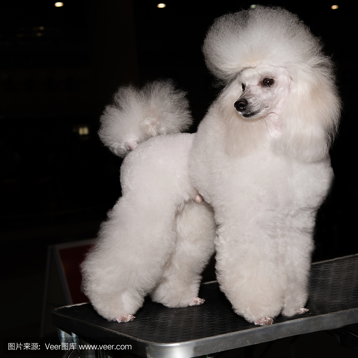 贵宾犬,一种智力很高的狮子狗,狮子狗,贵宾狗