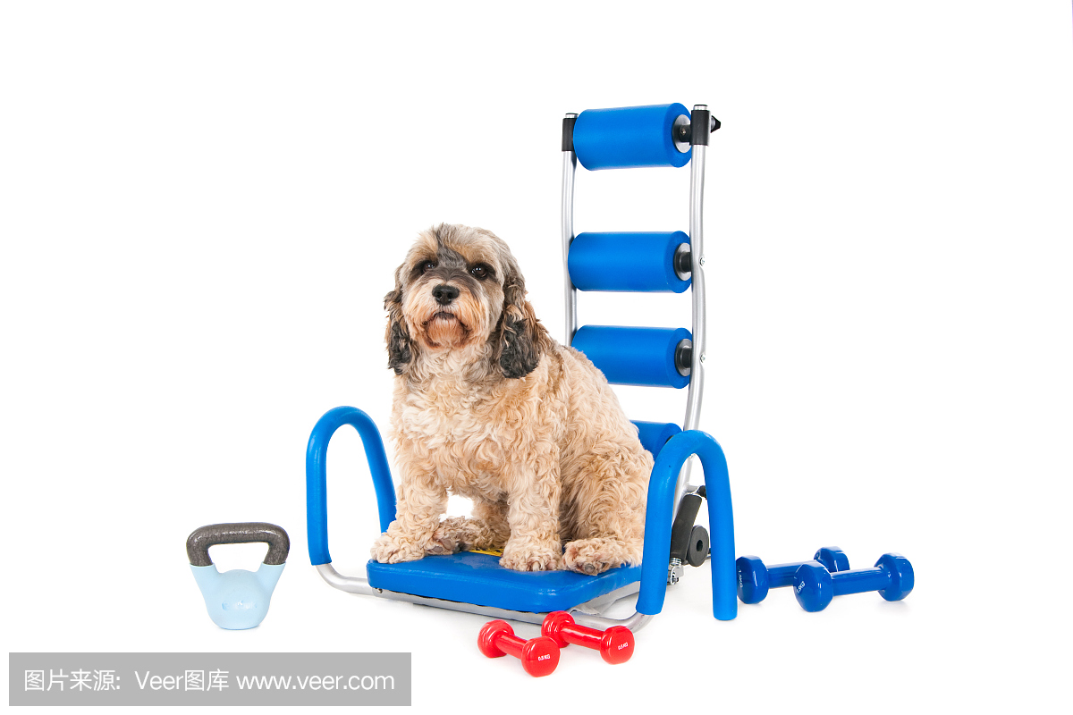 杂种狗准备健身房