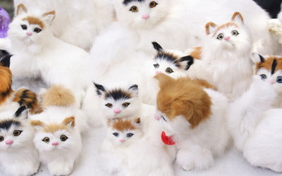 动物世界猫