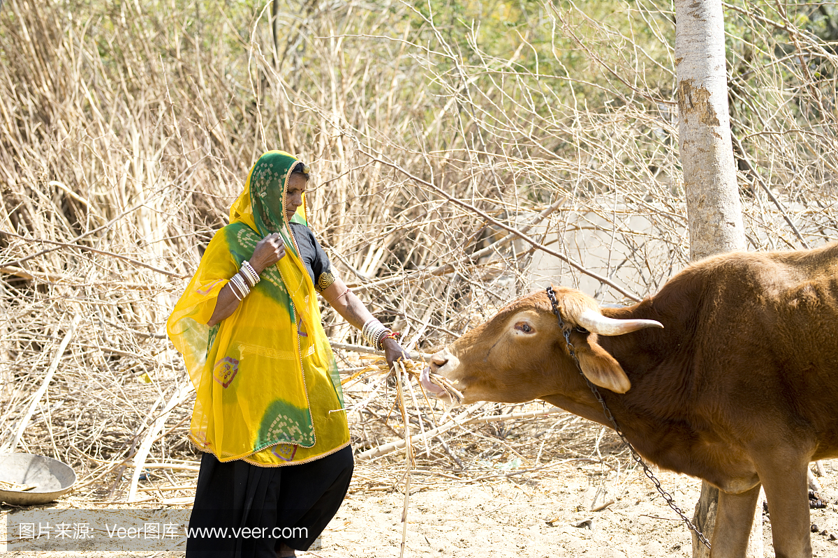 印度女人喂奶牛