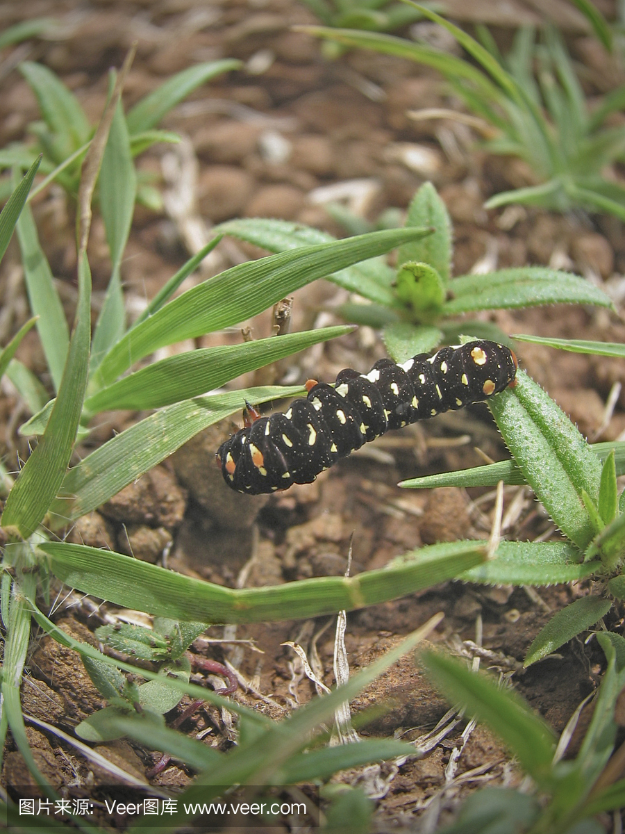 黑色毛毛虫在草地上发现