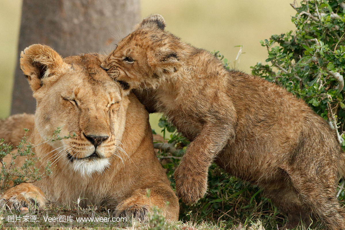 野生动物,狩猎动物,狮子,猫科动物